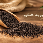 چايي کله مورچه کانگرو